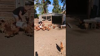 #chickens #farmanimals #homesteading #homestead