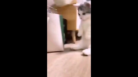 cat funny video 😄🥰😄trending