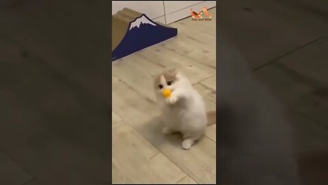 Try not to laugh funny video of a baby cat playing with a ball #Petsandwild #kittens #cats2022