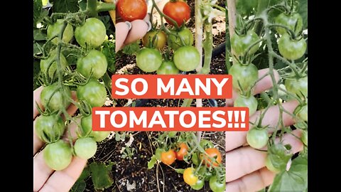 How to get more tomatoes! Pruning, staking, pollination, Shade, Soil, and more!