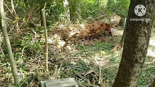 Sandlick Cemetery Cleanup Part 2 Vid. # 55