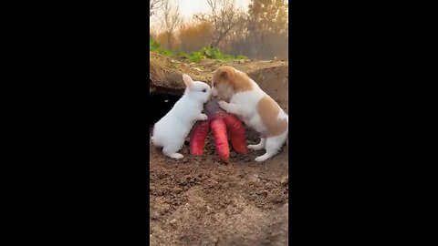 Friendship between puppy and rabbit . A beautiful moment #shorts _#puppy...