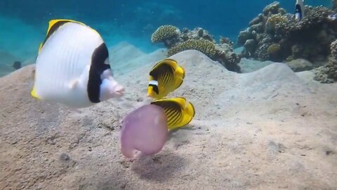 Diving in Marsa alam