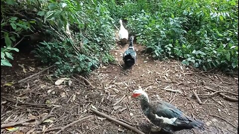 Muscovy ducks in our back yard 24th February 2022