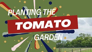 Planting the 2024 Tomato Garden