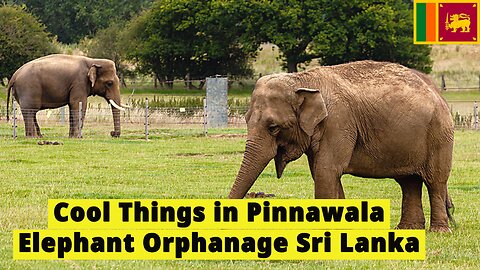 Amazing Pinnawala Elephant Orphanage Sri Lanka Travel