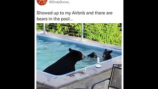 BEARS CAUGHT HAVING A POOL PARTY