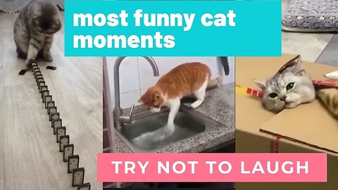 Cats funny 😂moment part #2