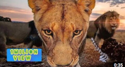 New Two Lion animal Funny Video@😂#Short & #Shorts
