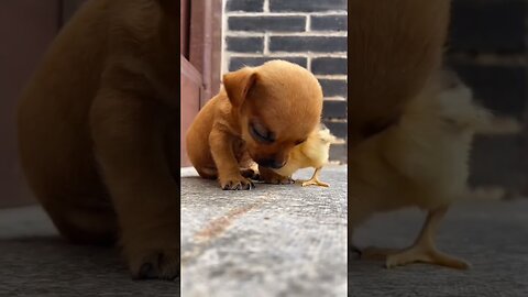 Сute baby dog sleeping