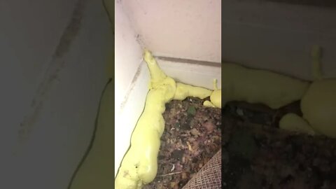 Poison on sealant to stop it coming under wall at floor