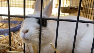 Rabbit sanctuary rescues several bunnies ahead of Easter