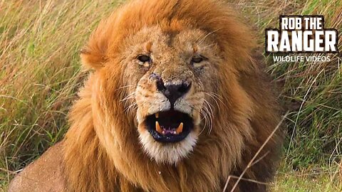 Lion Kings: 3/4 Musketeer Lion Coalition | Maasai Mara Safari Sighting | Zebra Plains