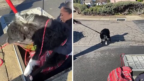 Police rescue dog from storm drain