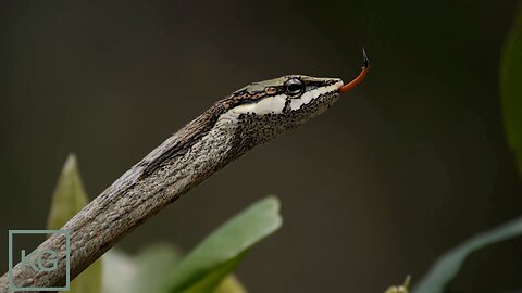 One of Africa's Deadliest Tree Snakes The Vine Snake