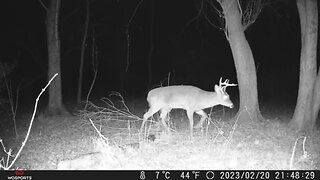 Trail Camera: Whitetail Buck