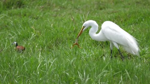 Great egret eating a frog at Moremi Game Reserve in Botswana