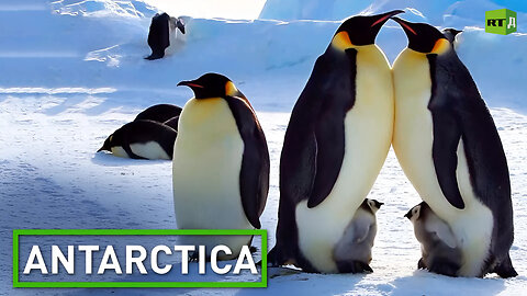 Antarctica. Terra Somniantes | RT Documentary