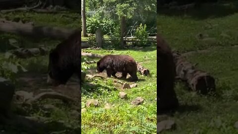 Canadian Black Bears at the Zoo