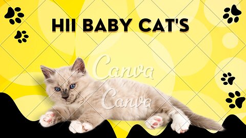 THE MOST POPULAR BABY CAT'S MEOW VIRAL VIDEOS