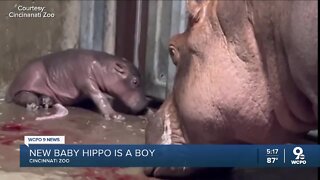 It's a boy! Cincinnati Zoo's Fiona has a baby brother