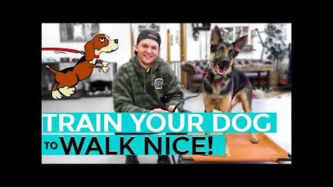How to leash train your dog