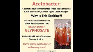 Acetobacter: A bacteria found in fermented foods like Kombucha, Kimchi, Apple Cider Vinegar.