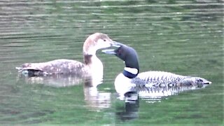 Lost baby loon is reunited with his mother after two days apart