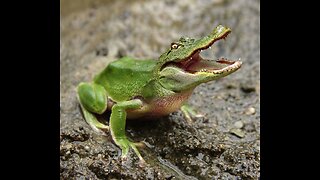 Crocodile Frog