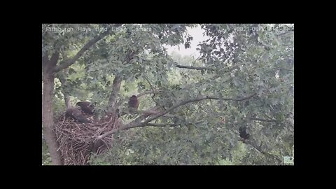 Hays Eagles juvenile H15 comes back to nest after mom flys in 2021 06 14 14:57:14