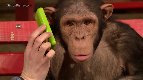 Monkeys React to Magic 😂 Funniest Animals 😂 Funniest Monkey | People & Paws