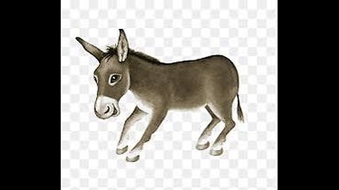 DonkeyLove #DonkeyLife #DonkeyAdventures #DonkeyFriends