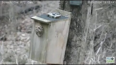 Screech Owl PTZ cam