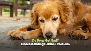 Do Dogs Get Sad? Understanding Canine Emotions
