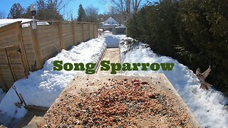 A Song Sparrow with Slow Motion
