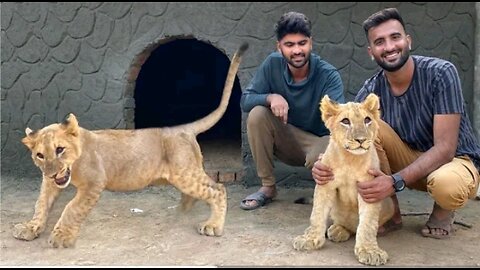 Mini Zoo Main Hamara Lion 🦁 Agea 😍