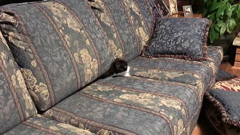 Cat Suddenly Emerges From Unexpected Hiding Spot