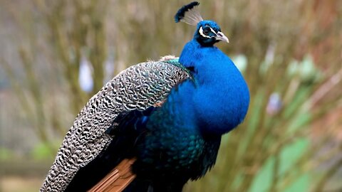 Beautiful and sexy peacock
