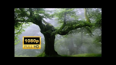 Forest | Nature | Snow | Waterfalls | Free HD Video
