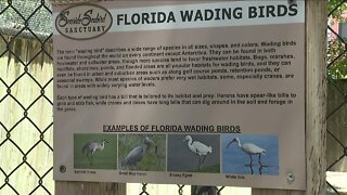Wildlife rescuers desperate to protect Florida Sandhill Cranes