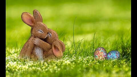 Bunnies being cute videos of little bunnies 🐇 cute bunnies