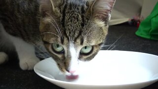 Kitten Wants More Food