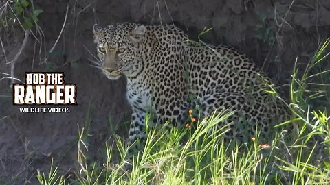 Leopard Out For A Stroll | Maasai Mara Safari | Zebra Plains