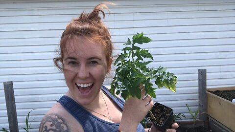 Watch Me Plant Tomatoes In Saskatoon Canada