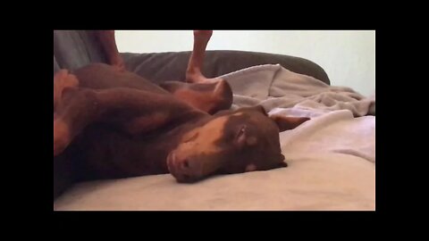 Doberman Dreams While We Watch a Video About Bread