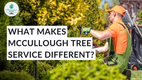What Sets Us Apart As A Tree Service