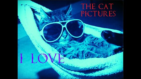 The Cat Pictures - I Love