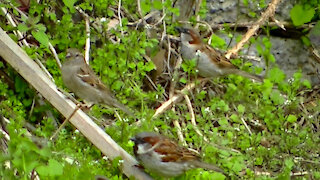 IECV NV #496 - 👀 House Sparrows On The Ground Looking For Food 🐤🐤🐤 3-18-2018