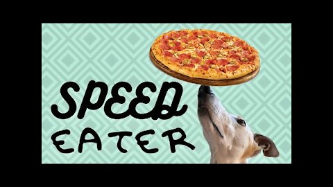 My Greyhound Dog Eats Too Fast [Greyhound Adoption/Care Guides]