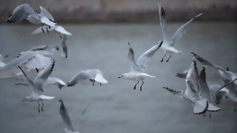 Flock of white seagulls flying away